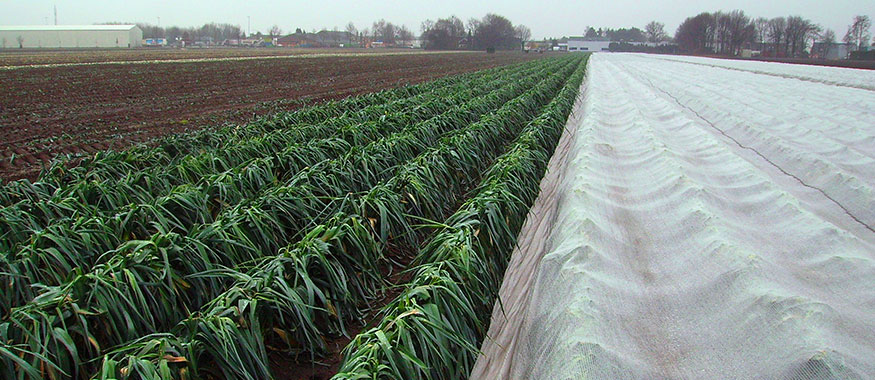 Esempio di utilizzo di Arrigoni Thermonet su una piantagione di fragole